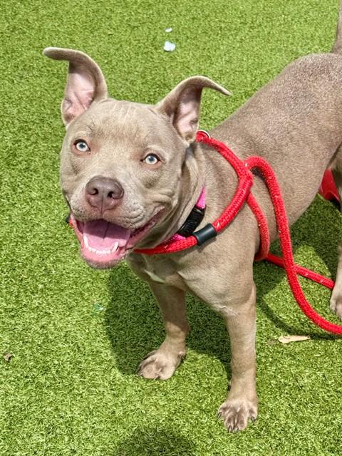 SUKI, Adoptable, Young Female Terrier & Mixed Breed.