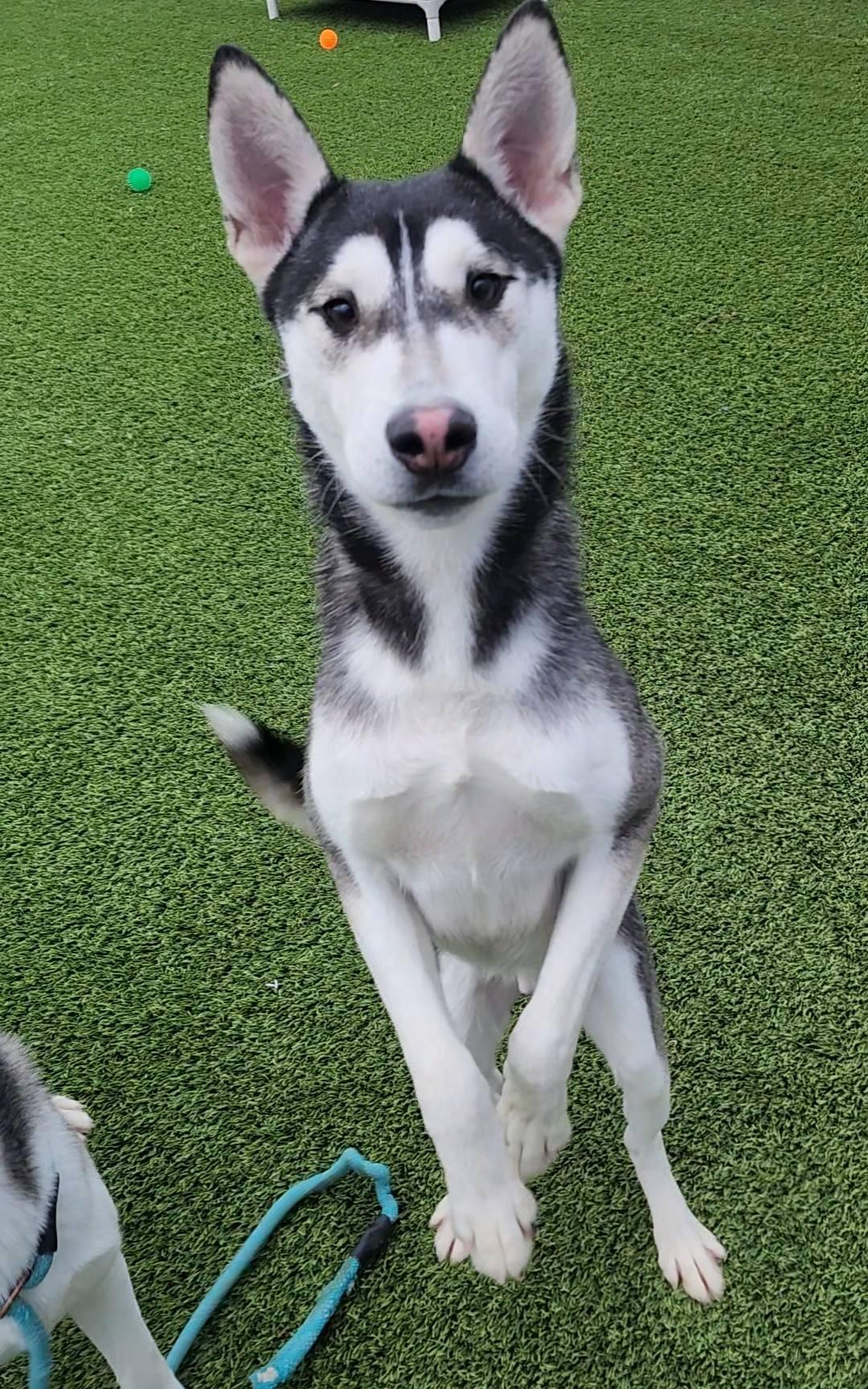 Enlarge Leandor, a ADOPTABLE Husky in Frankfort, KY image 3/4