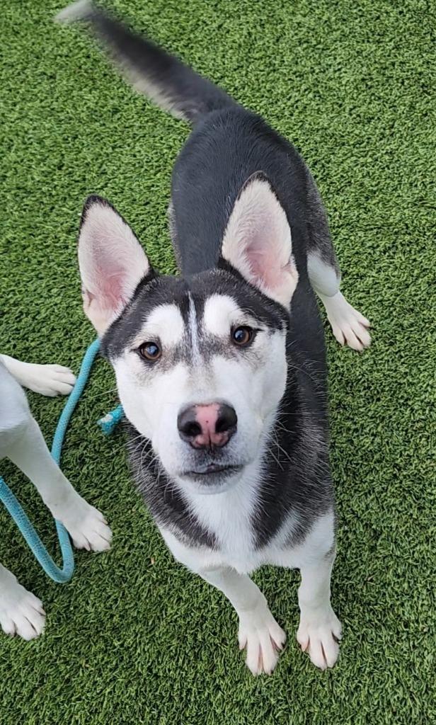 Leandor, ADOPTABLE, Young Male Husky.