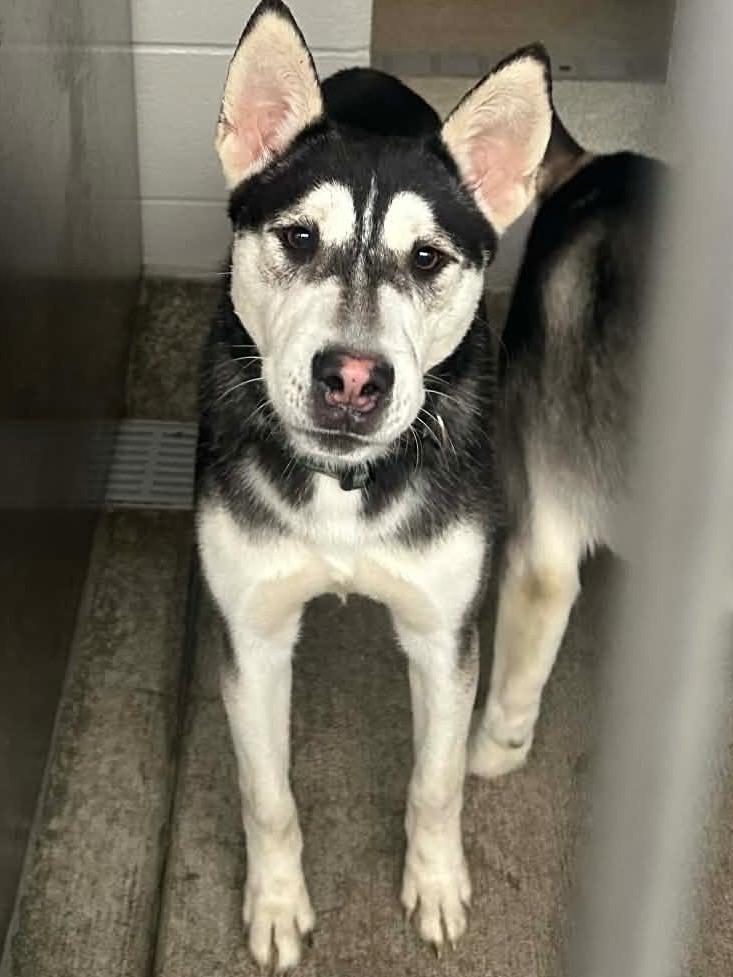 Enlarge Leandor, a ADOPTABLE Husky in Frankfort, KY image 4/4