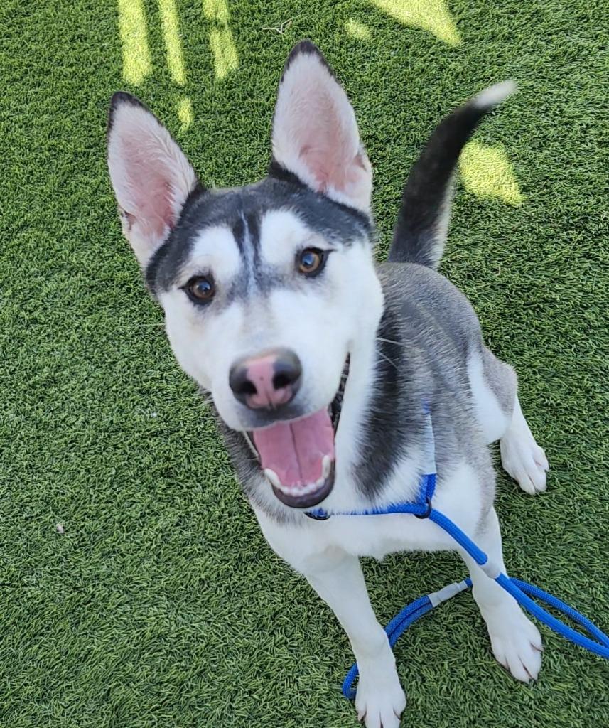 Enlarge Leandor, a ADOPTABLE Husky in Frankfort, KY image 2/4