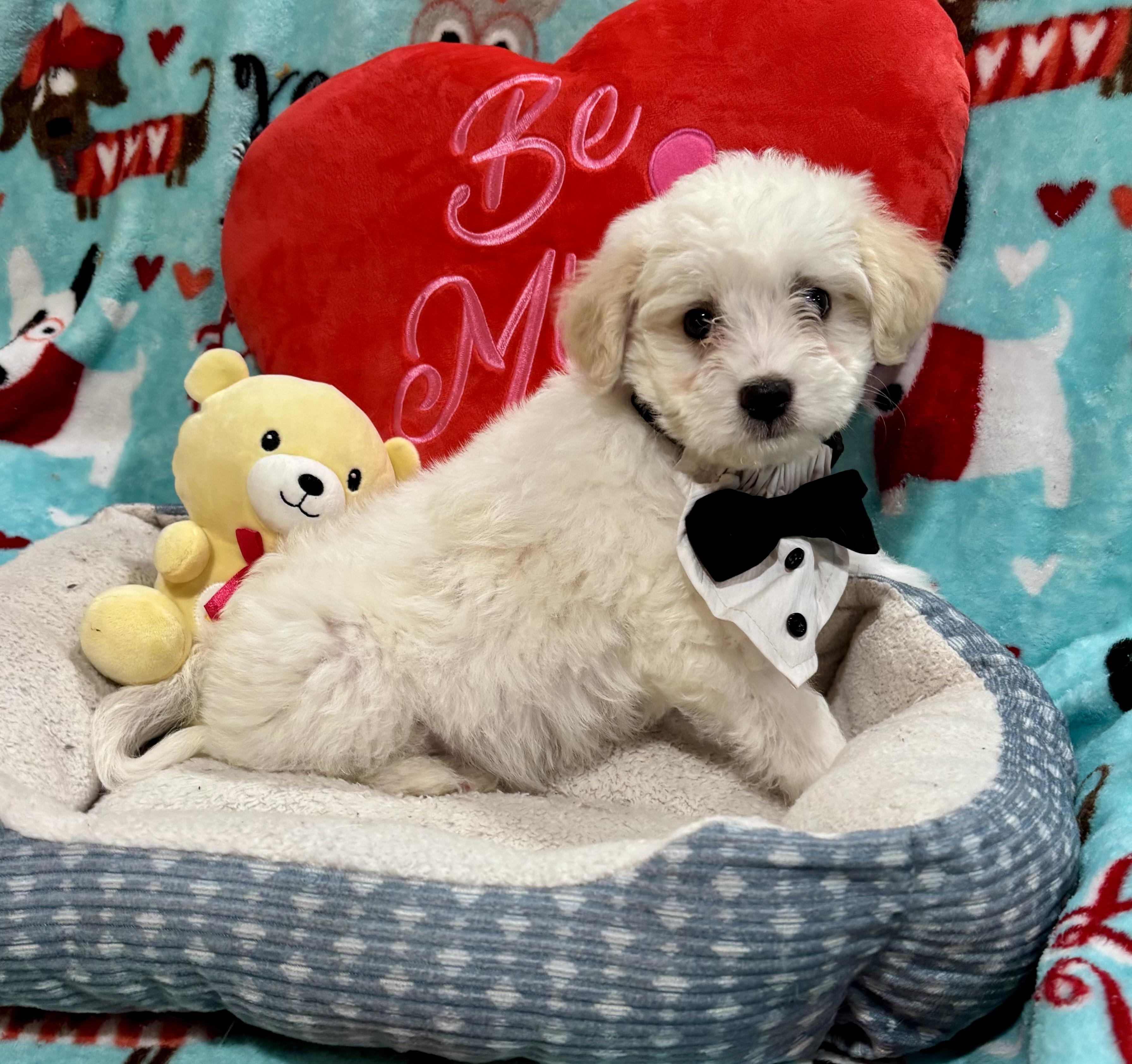 Enlarge Elvis Presley , an adopted mixed breed in Foster, OR image 2/6