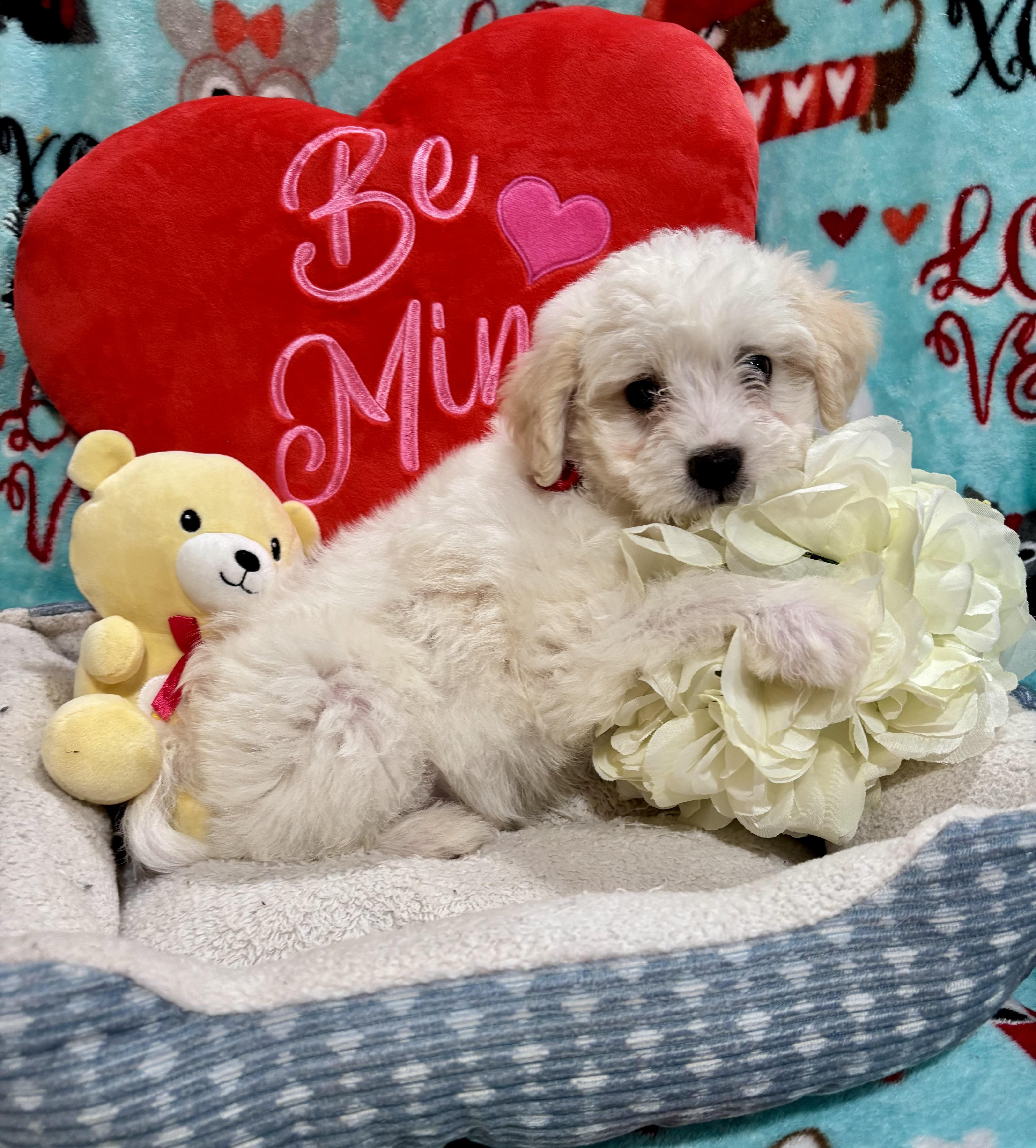 Elvis Presley , adopted, Puppy Male Miniature Poodle & Maltese.