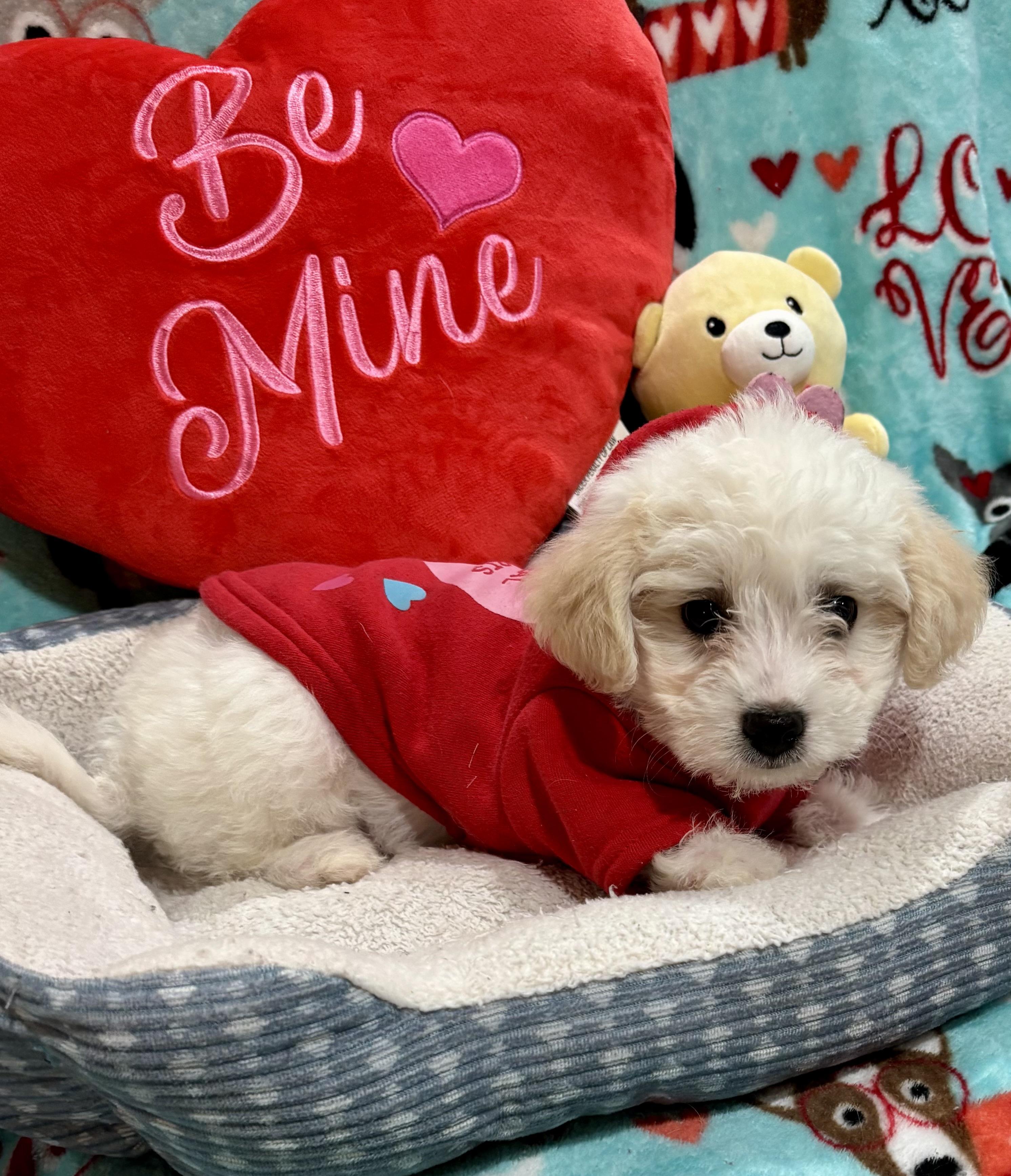 Enlarge Elvis Presley , an adopted mixed breed in Foster, OR image 5/6