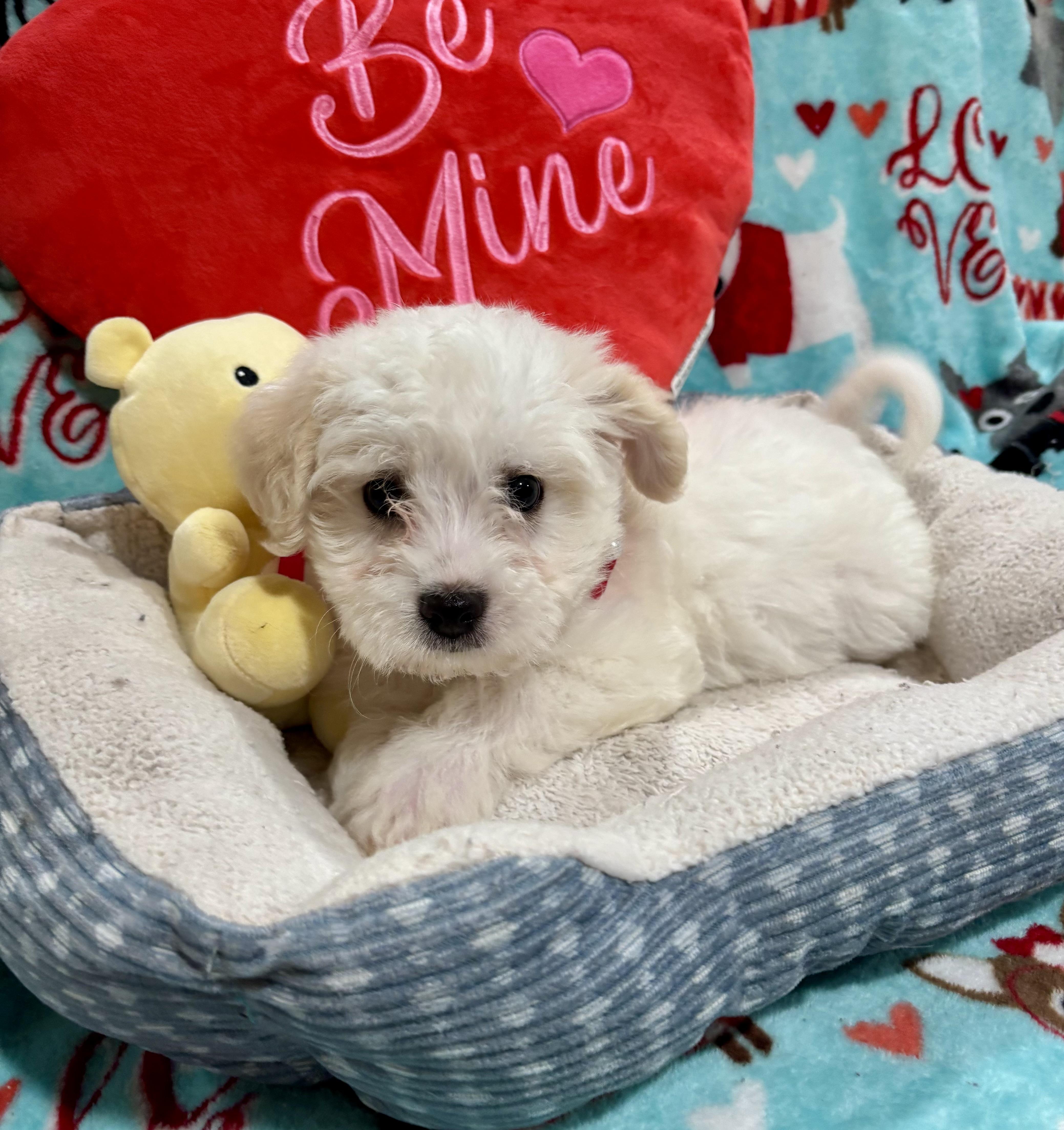 Enlarge Elvis Presley , an adopted mixed breed in Foster, OR image 3/6