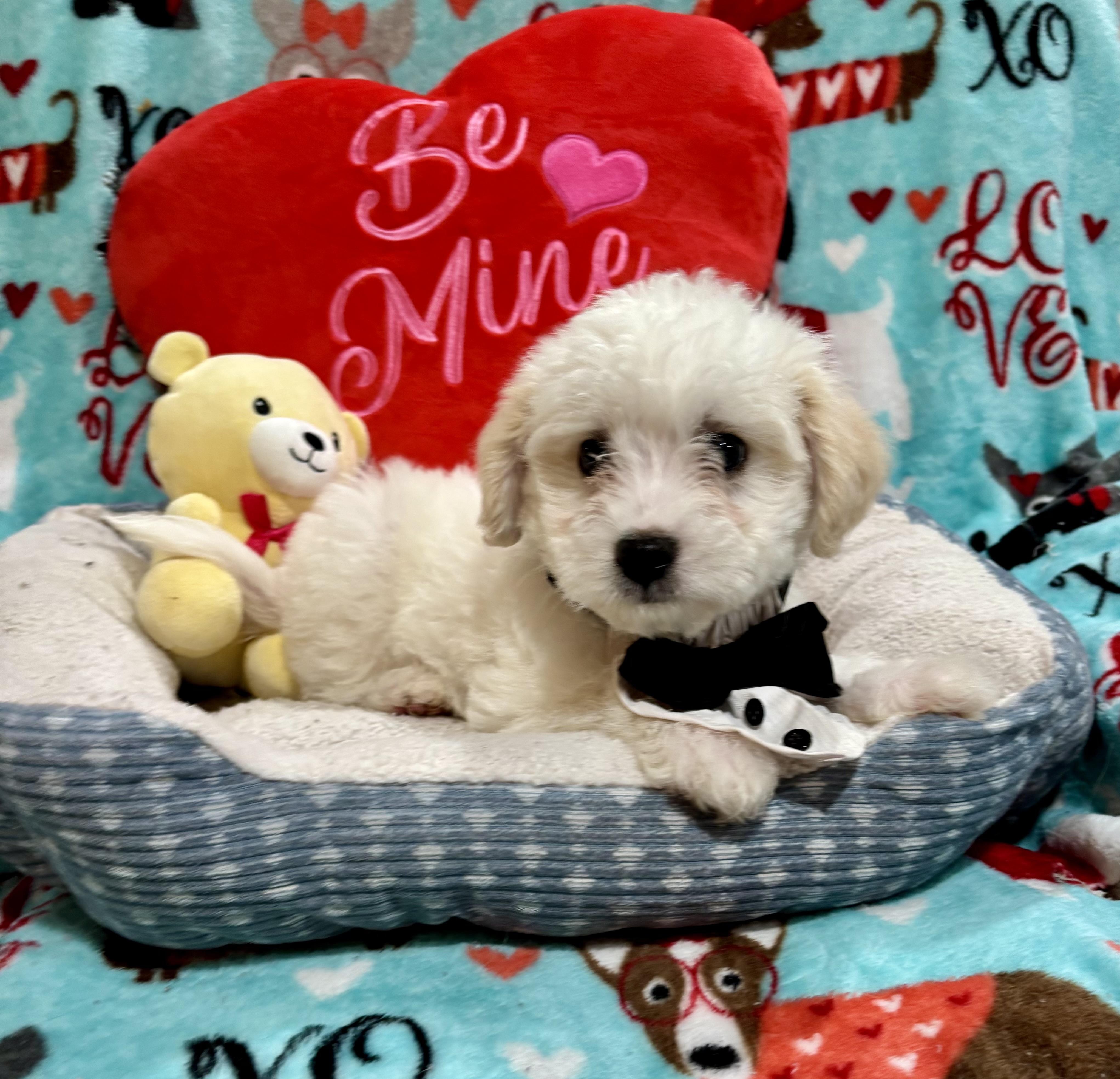 Enlarge Elvis Presley , an adopted mixed breed in Foster, OR image 6/6