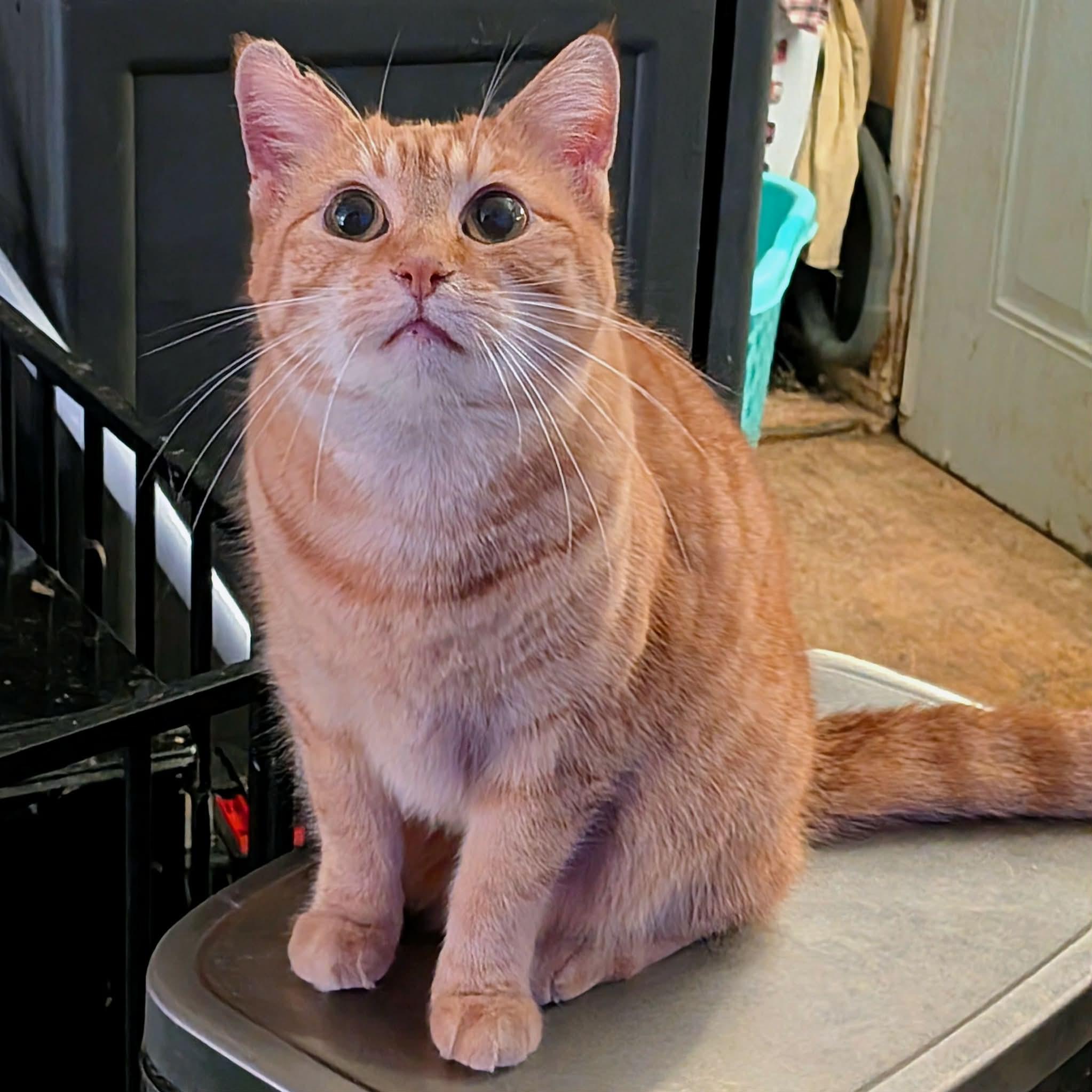 SIGRUN, ADOPTABLE, Adult Female Tabby.