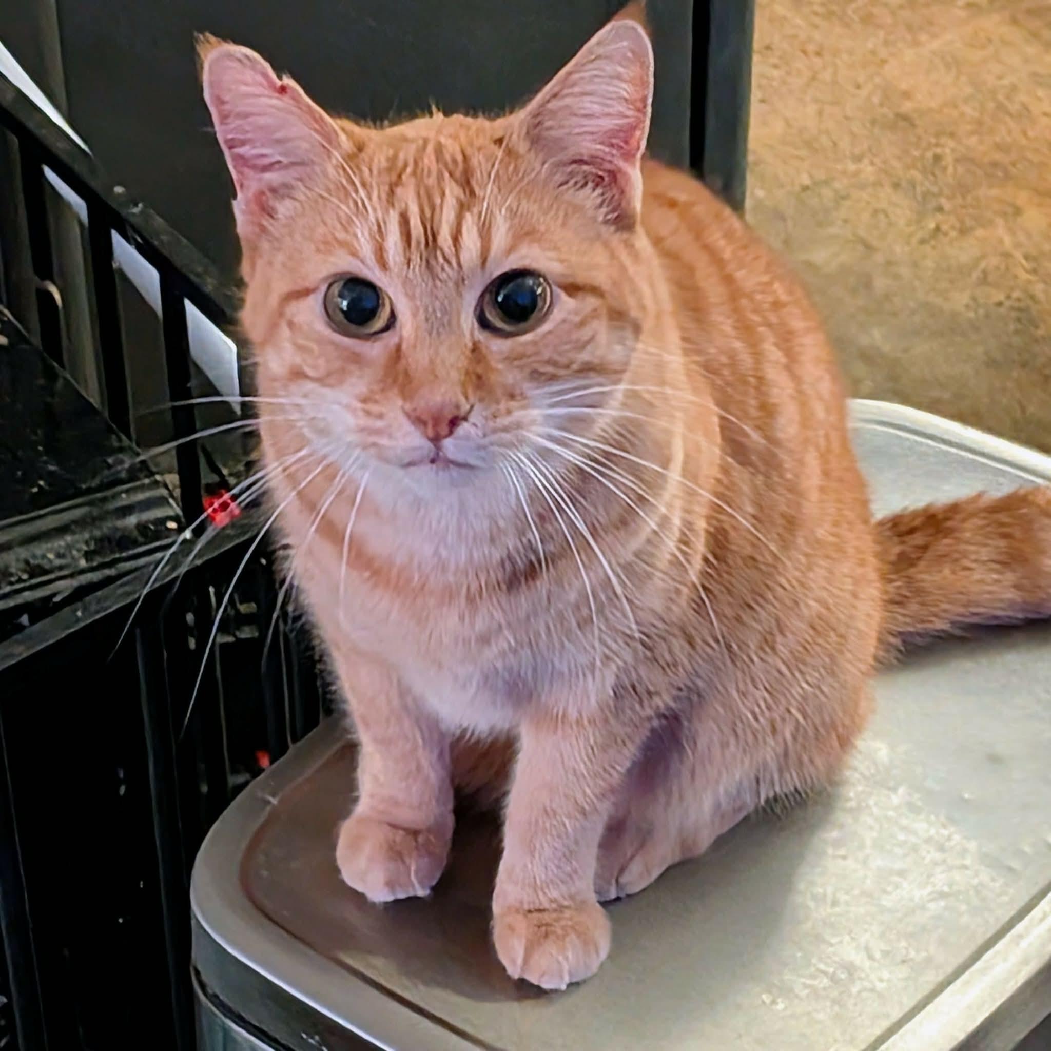 Enlarge SIGRUN, a ADOPTABLE Tabby in ROWLETT, TX image 2/5