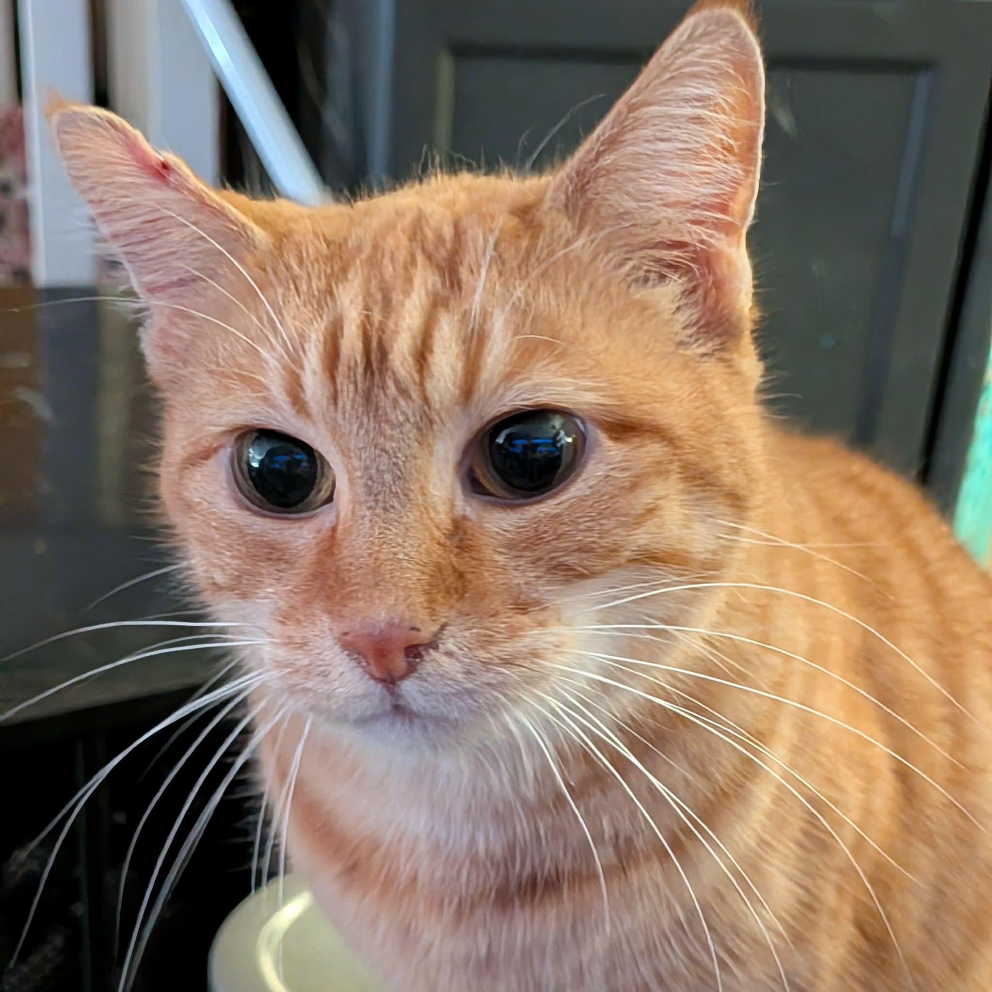 Enlarge SIGRUN, a ADOPTABLE Tabby in ROWLETT, TX image 3/5