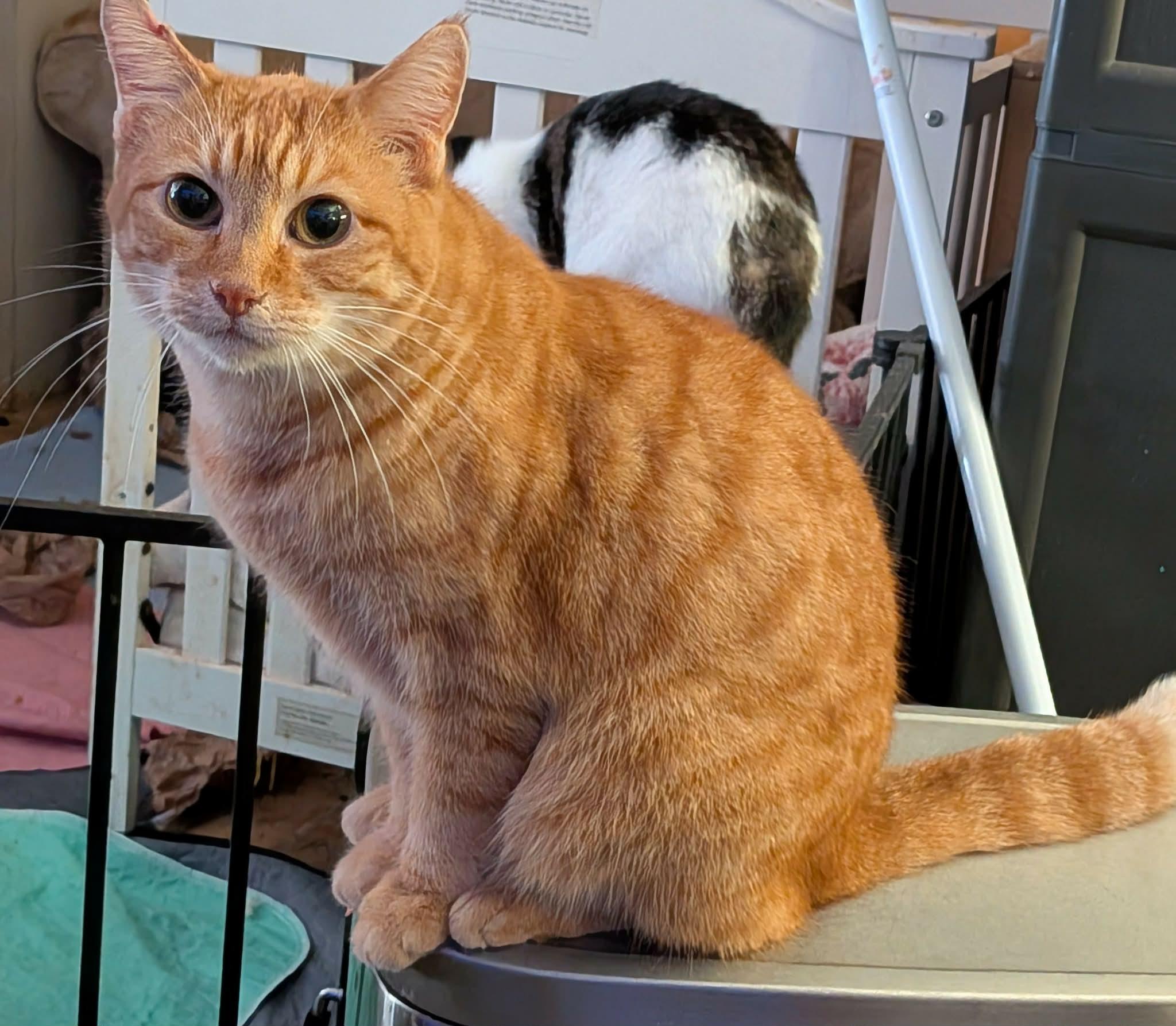 Enlarge SIGRUN, a ADOPTABLE Tabby in ROWLETT, TX image 4/5