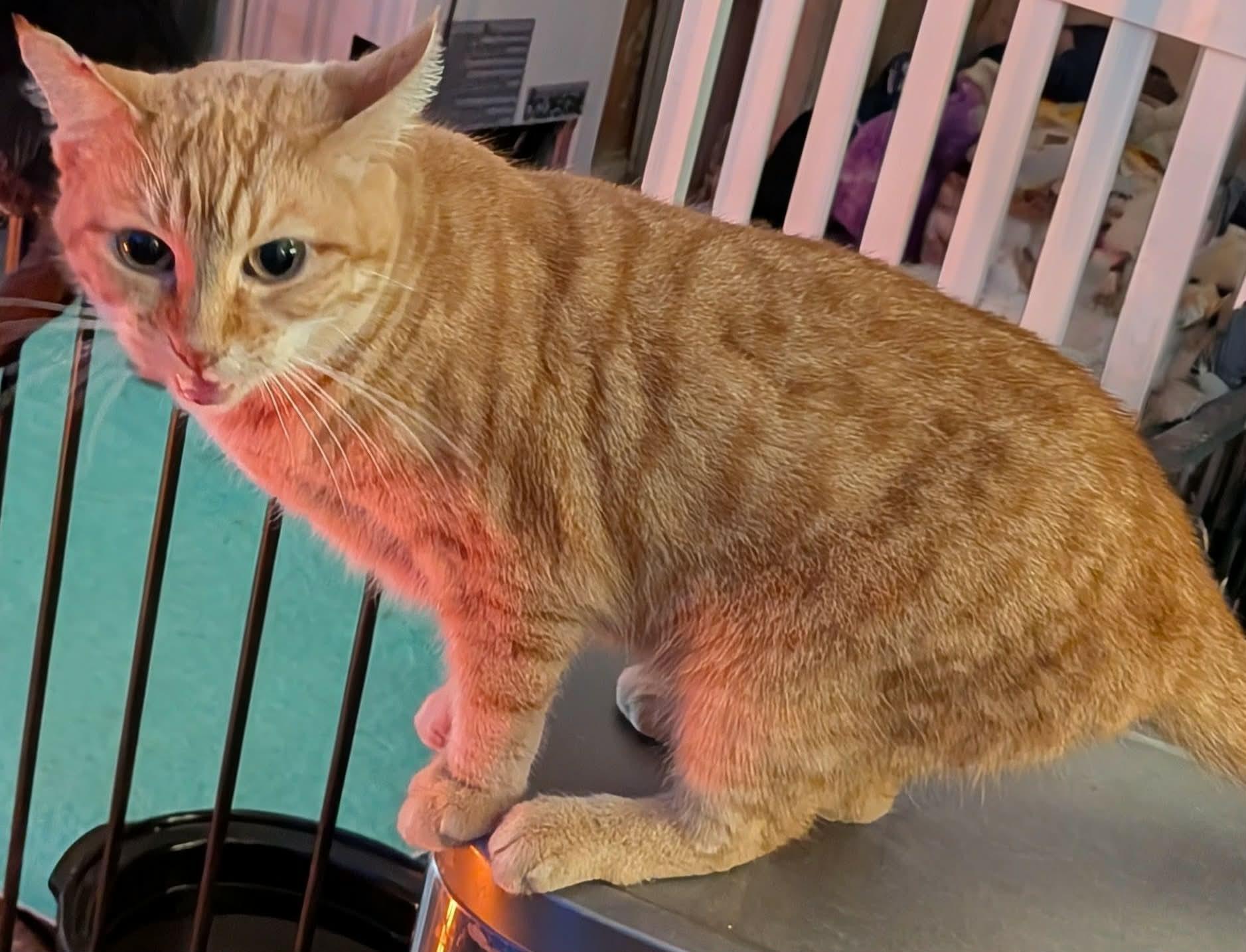 Enlarge SIGRUN, a ADOPTABLE Tabby in ROWLETT, TX image 5/5