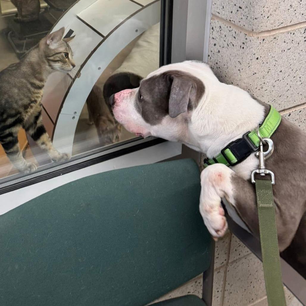 Valor, a Adoptable Mixed Breed in Pittsburgh, PA image 1/6