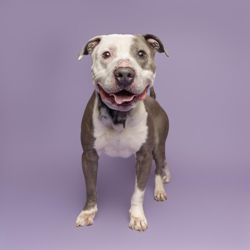 Valor, a Adoptable Mixed Breed in Pittsburgh, PA image 2/6