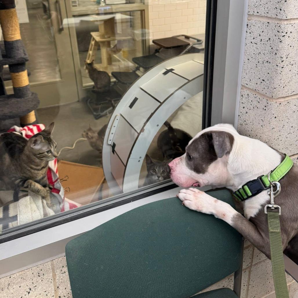 Valor, a Adoptable Mixed Breed in Pittsburgh, PA image 3/6