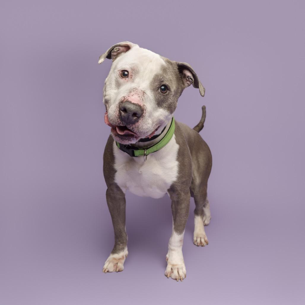 Valor, a Adoptable Mixed Breed in Pittsburgh, PA image 4/6