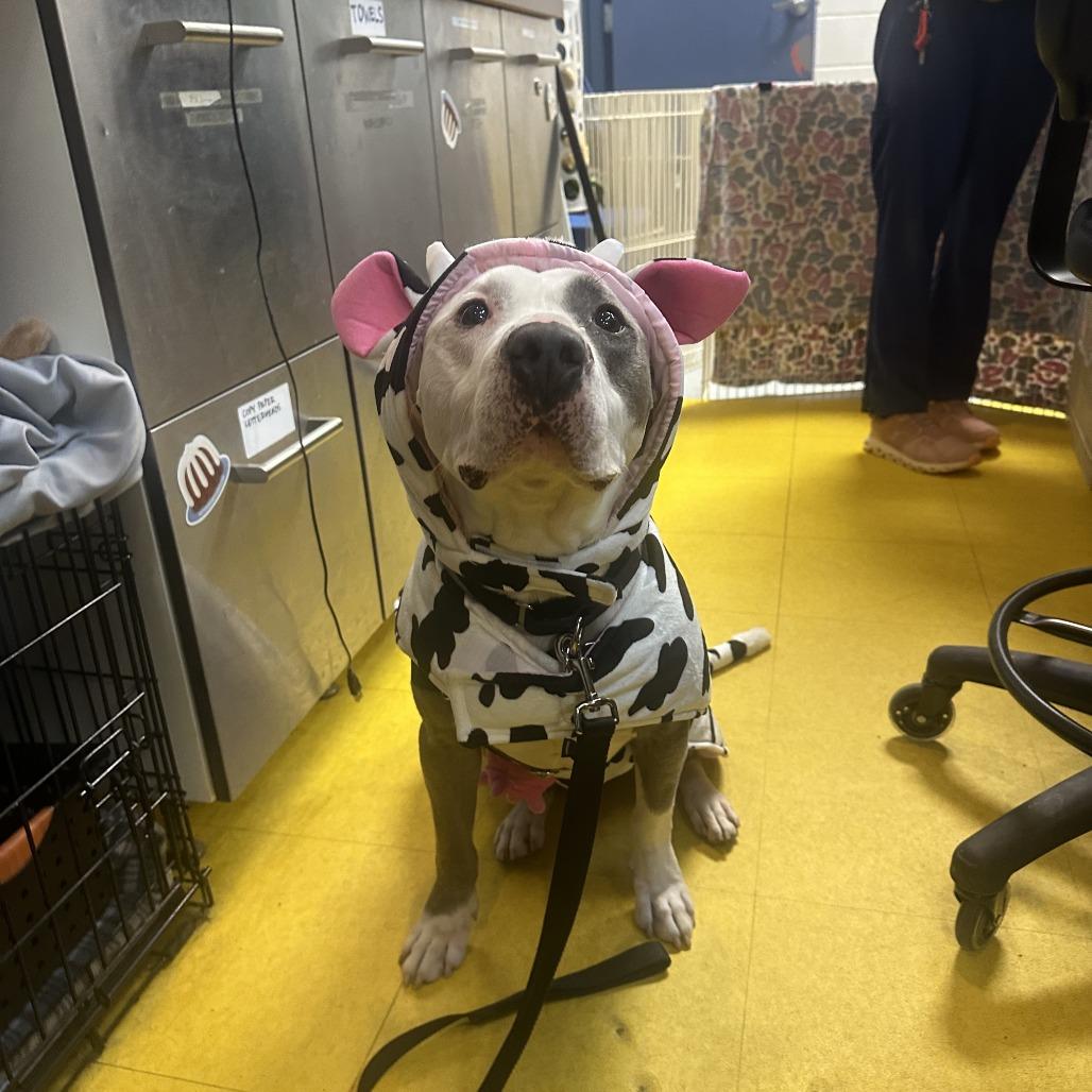 Valor, a Adoptable Mixed Breed in Pittsburgh, PA image 5/6