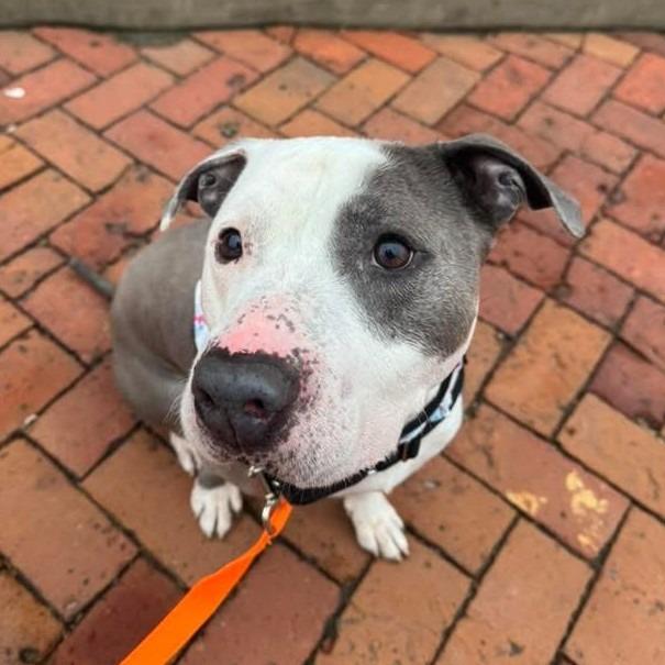 Valor, a Adoptable Mixed Breed in Pittsburgh, PA image 6/6