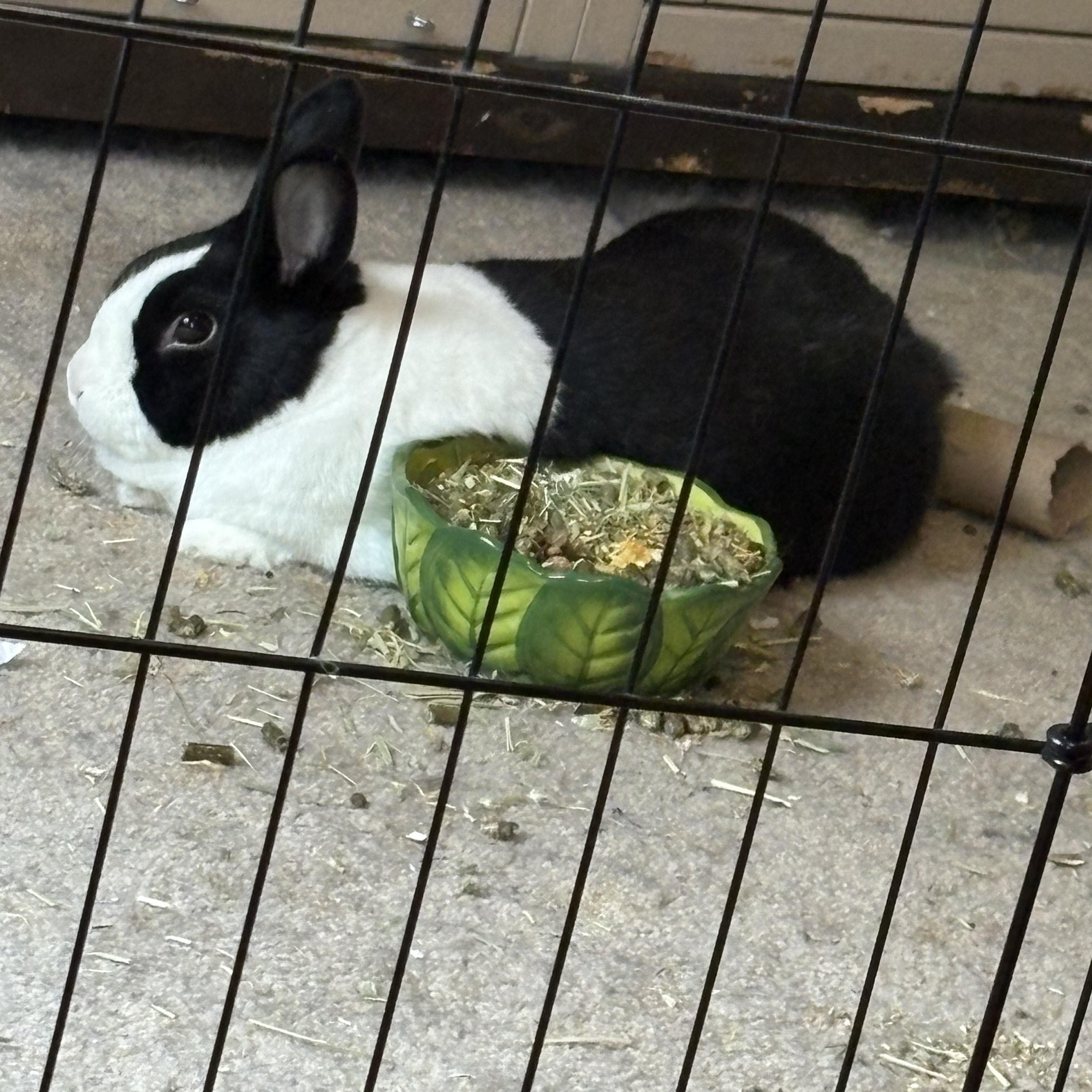 Papa Buns*, a Adoptable Dutch in Frederick, MD image 3/4