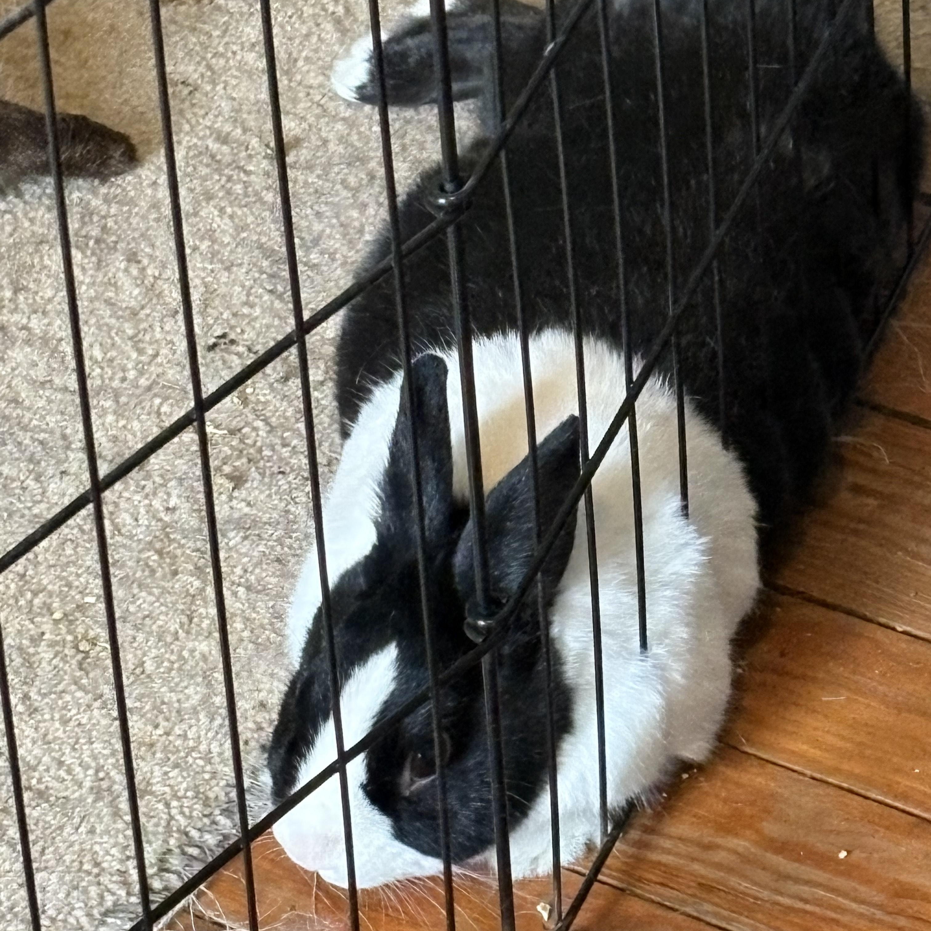 Papa Buns*, a Adoptable Dutch in Frederick, MD image 4/4
