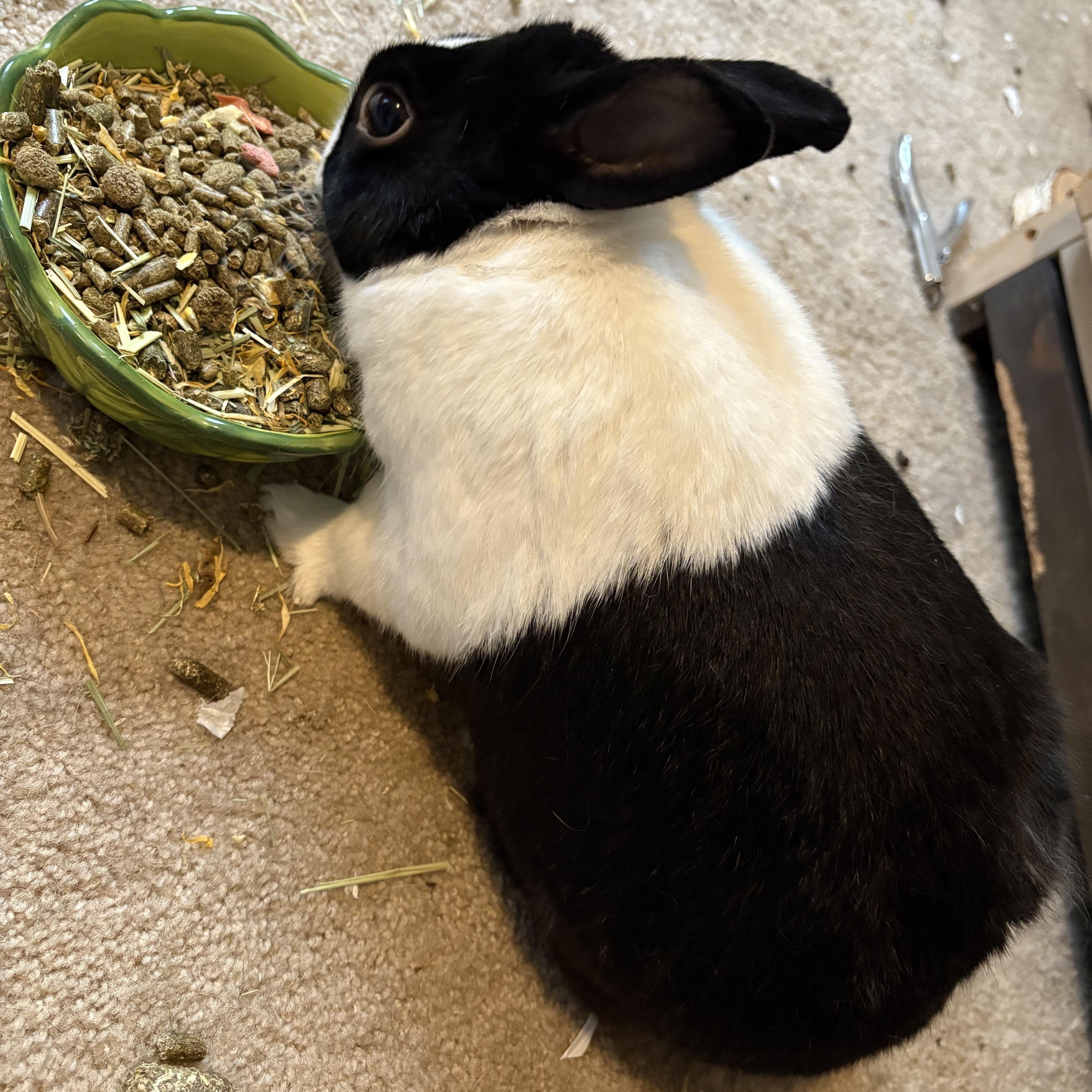 Papa Buns*, a Adoptable Dutch in Frederick, MD image 2/4