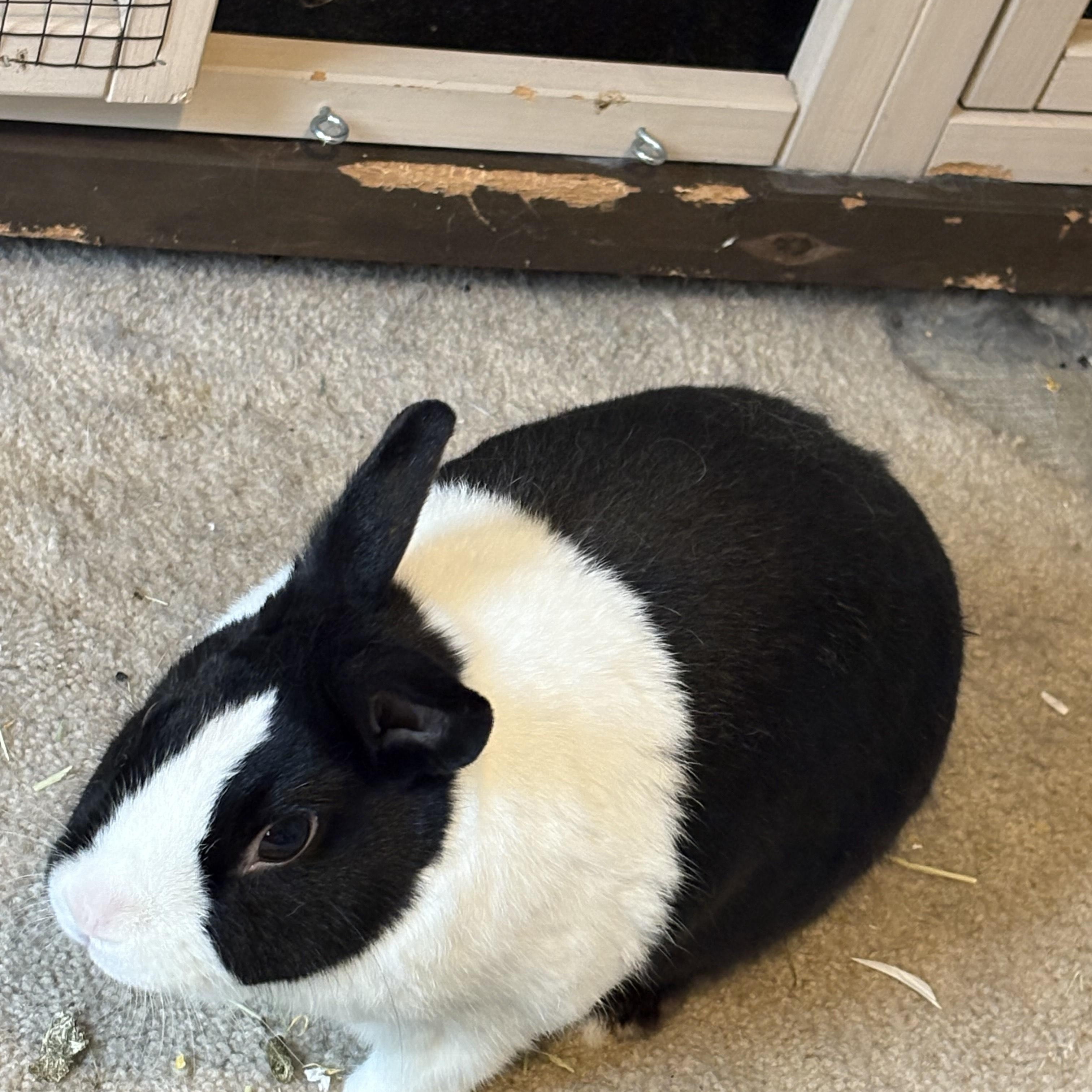 Papa Buns*, Adult Male Dutch