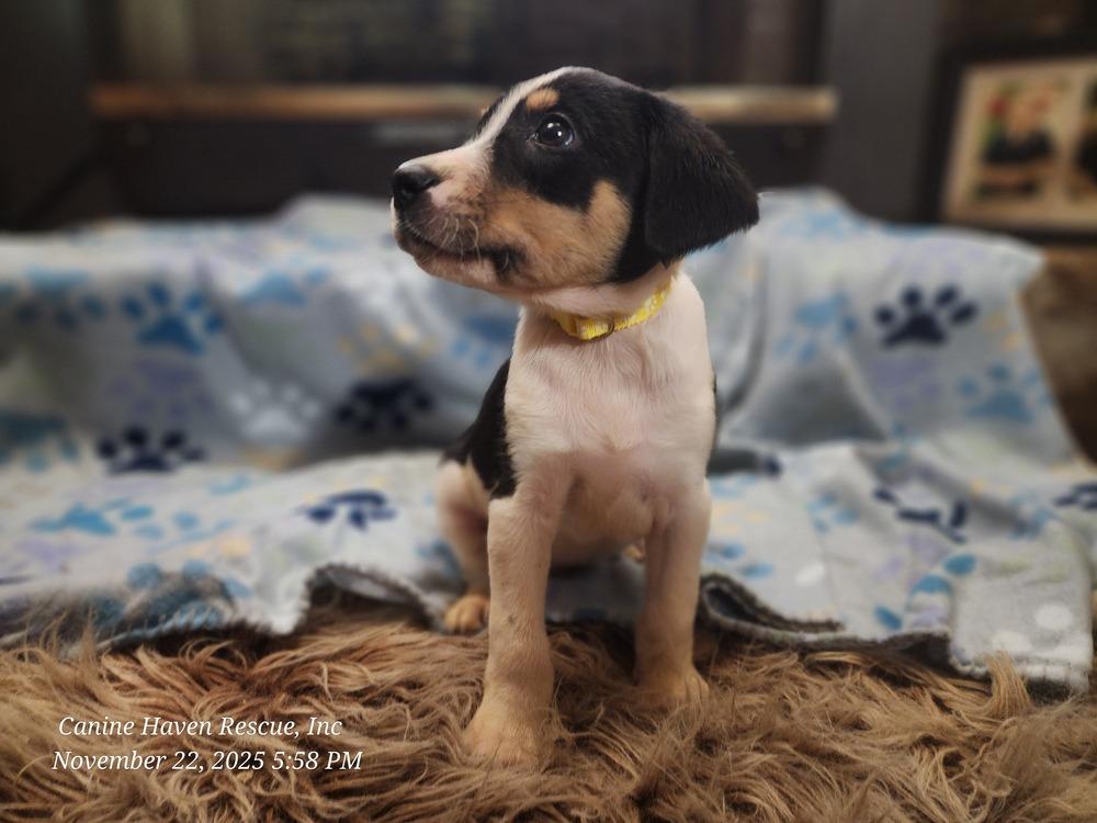 Veggie, Adoptable, Puppy Male Rat Terrier & Australian Shepherd.