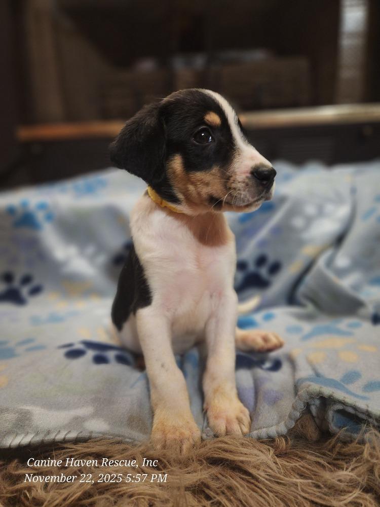 Enlarge Veggie, a Adoptable mixed breed in Waterloo, IN image 2/3