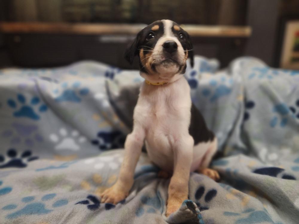 Enlarge Veggie, a Adoptable mixed breed in Waterloo, IN image 3/3