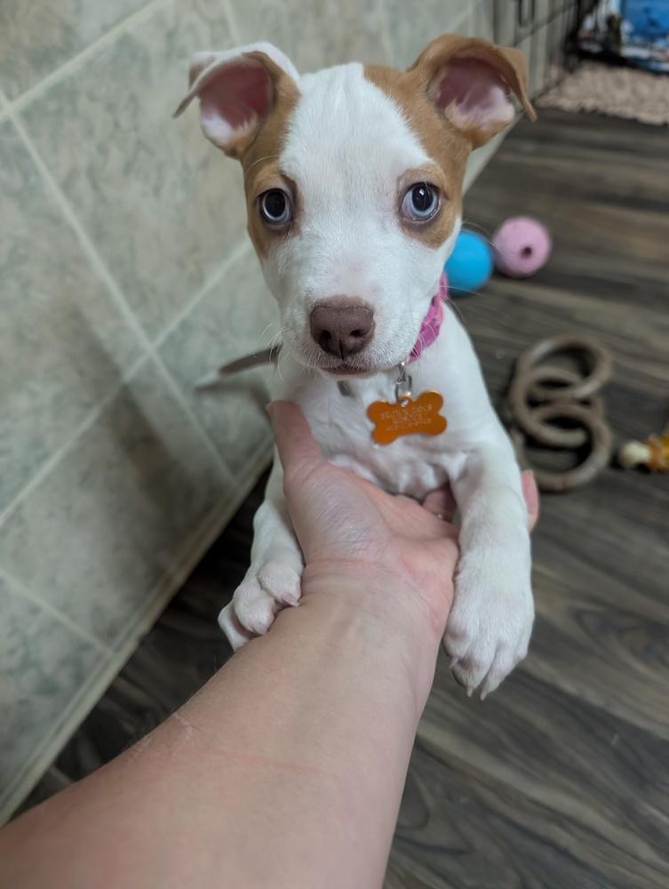 Cara, Adoptable, Puppy Female Terrier.