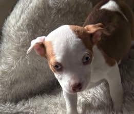 Cara, a Adoptable mixed breed in Waunakee, WI image 2/5