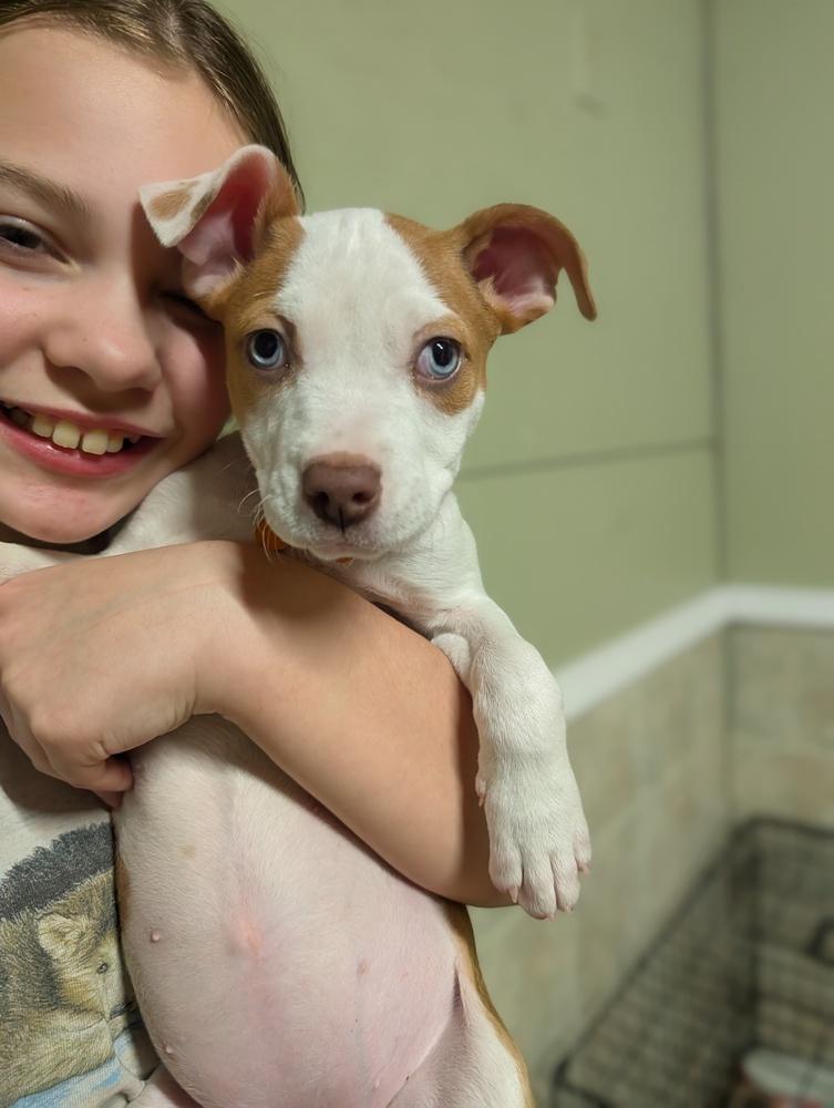 Cara, a Adoptable mixed breed in Waunakee, WI image 3/5