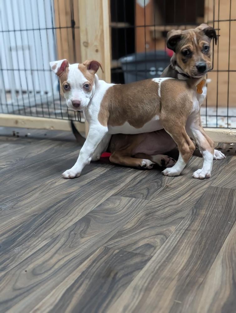 Cara, a Adoptable mixed breed in Waunakee, WI image 4/5