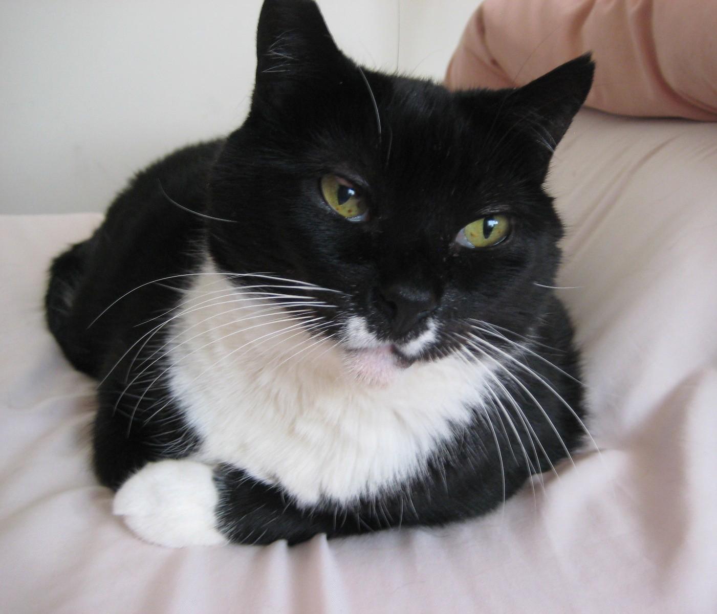 Sweet Pea, Adoptable, Adult Female Domestic Short Hair.