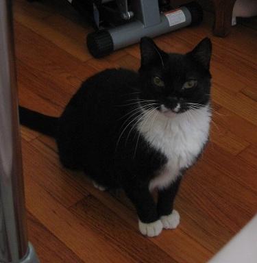 Sweet Pea, a Adoptable Domestic Short Hair in Sherman Oaks, CA image 1/5