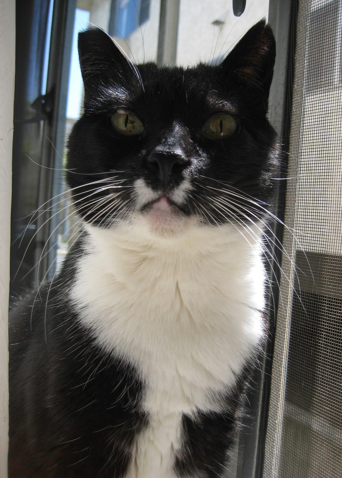 Sweet Pea, a Adoptable Domestic Short Hair in Sherman Oaks, CA image 3/5