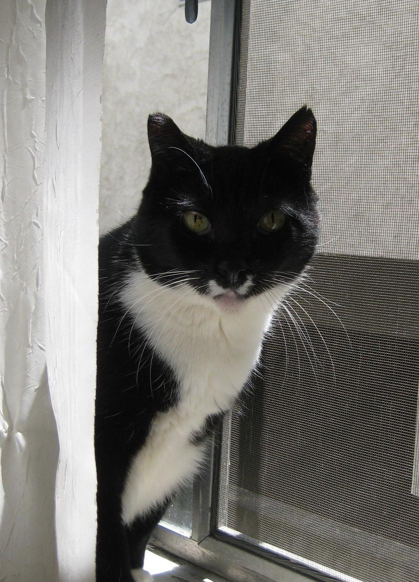 Sweet Pea, a Adoptable Domestic Short Hair in Sherman Oaks, CA image 5/5