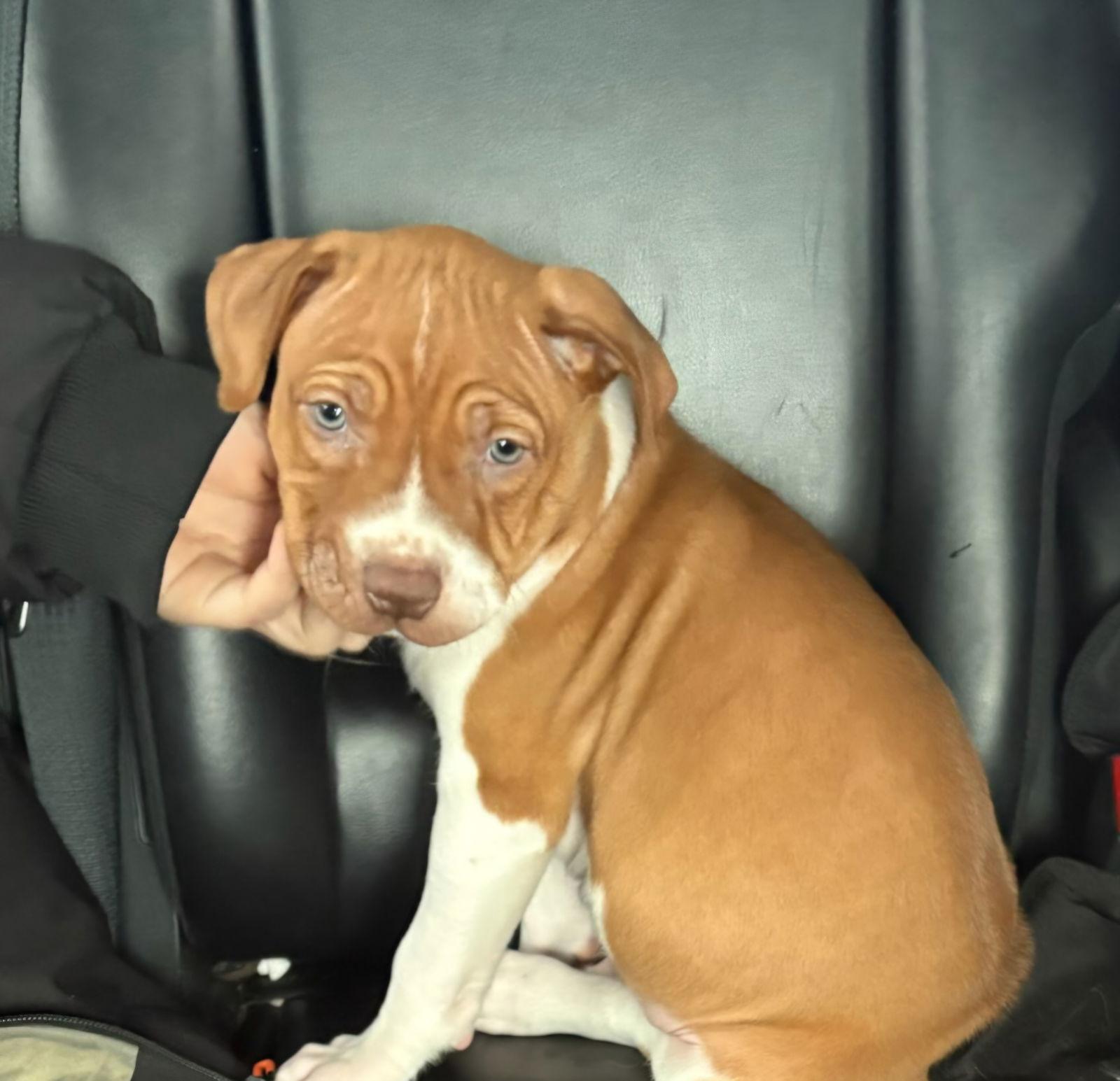 Thor, Adoptable, Puppy Male American Bulldog.