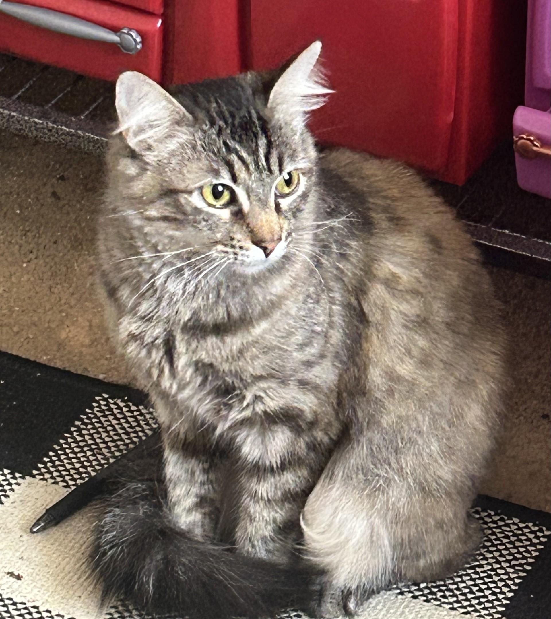 Pidge, an adoptable Domestic Medium Hair in Puyallup, WA, 98371 | Photo Image 3