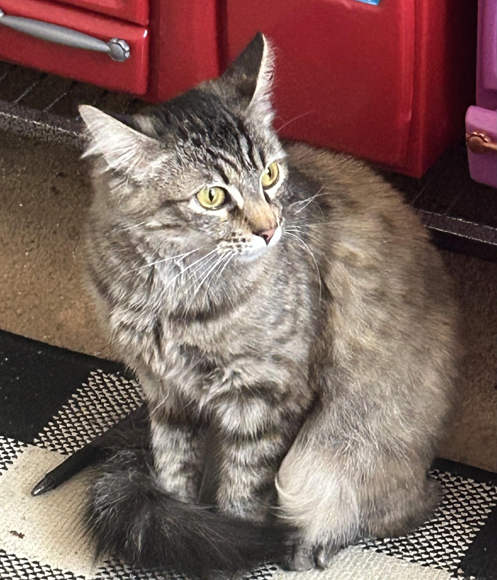 Pidge, an adoptable Domestic Medium Hair in Puyallup, WA, 98371 | Photo Image 5