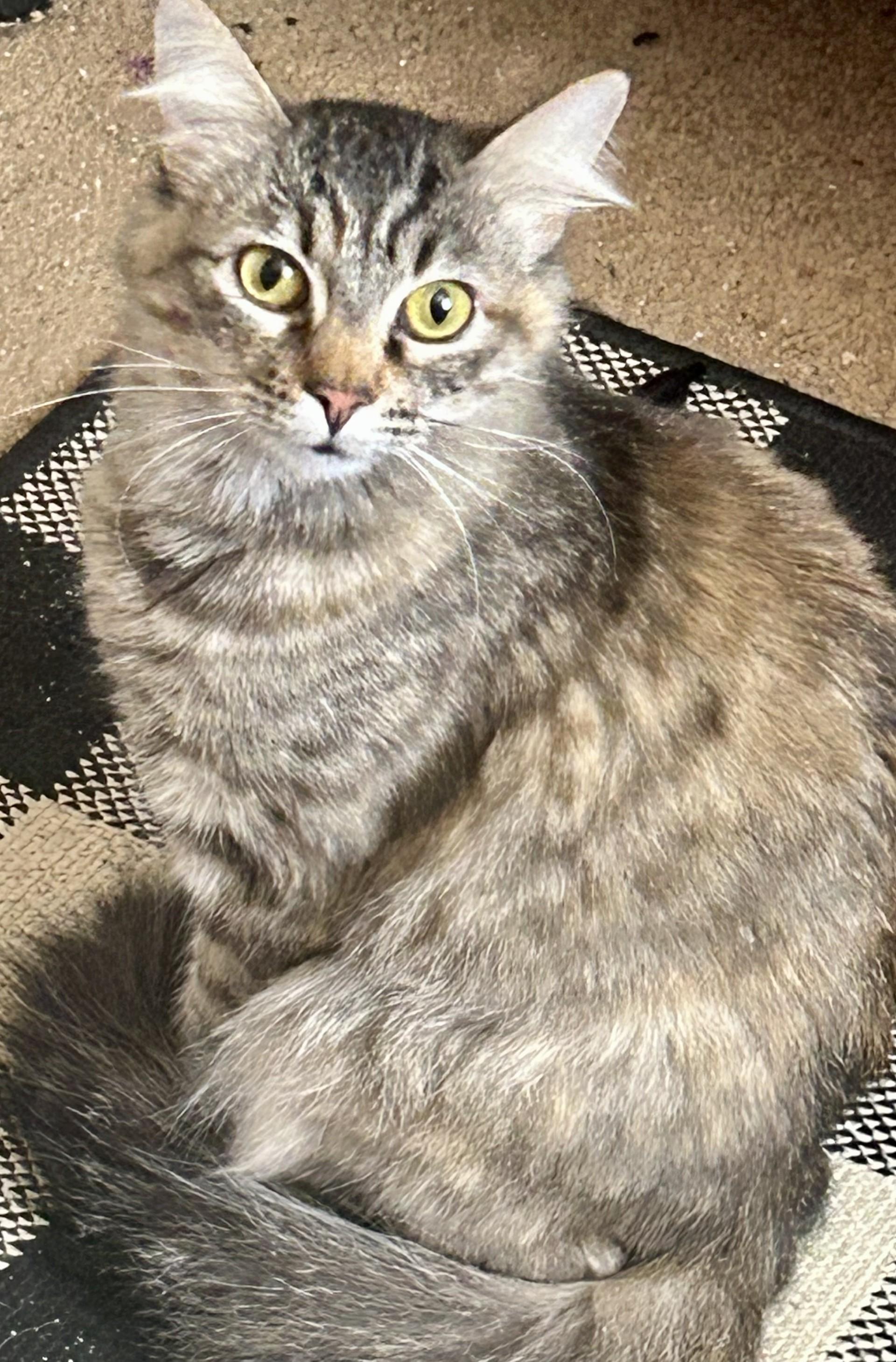 Pidge, an adoptable Domestic Medium Hair in Puyallup, WA, 98371 | Photo Image 1