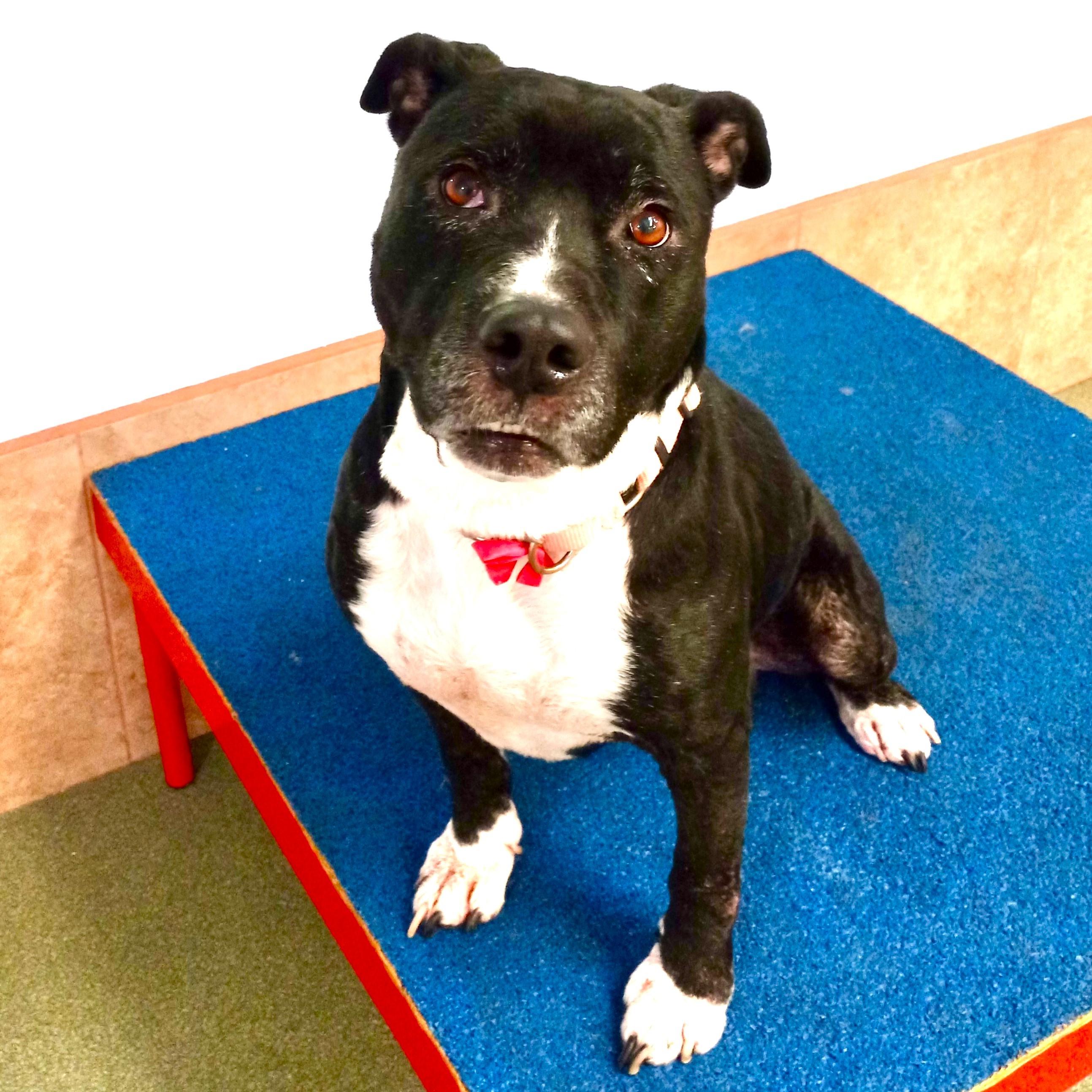 Mia - Wonderful, Sweet Senior, All Expenses Paid