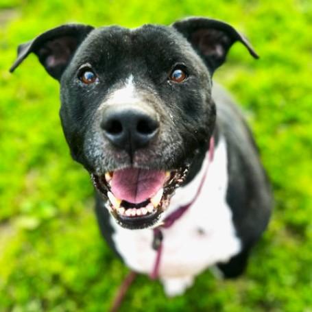 Mia - Wonderful, Sweet Senior, All Expenses Paid