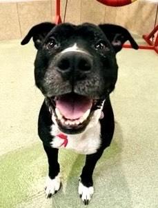 Mia - Wonderful, Sweet Senior, All Expenses Paid