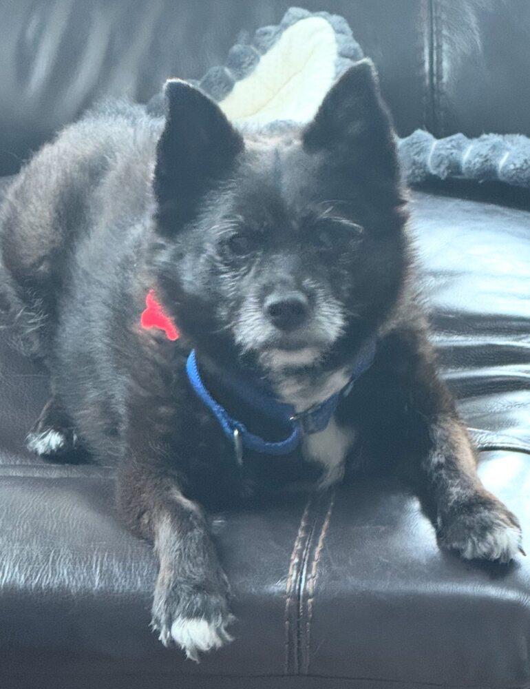 Scrappy, Adoptable, Senior Female Pomeranian & Keeshond.