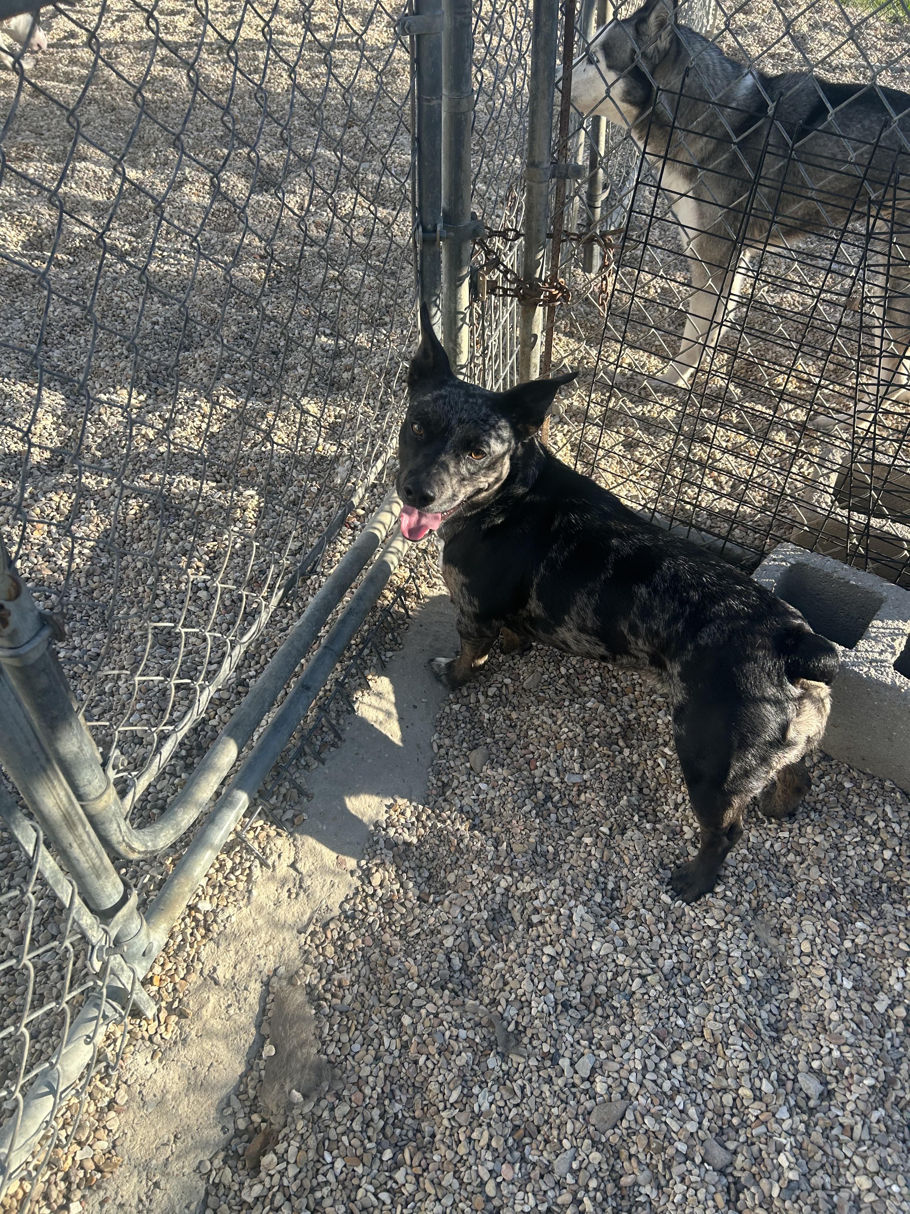 Eden, Adoptable, Adult Female Mixed Breed.