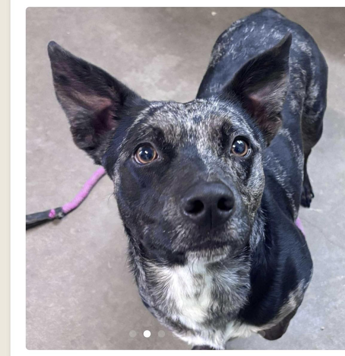 Enlarge Eden, a other Mixed Breed in Rayne, LA image 2/3