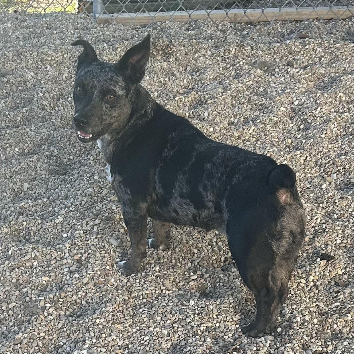 Eden, a Adoptable Mixed Breed in Rayne, LA image 2/3