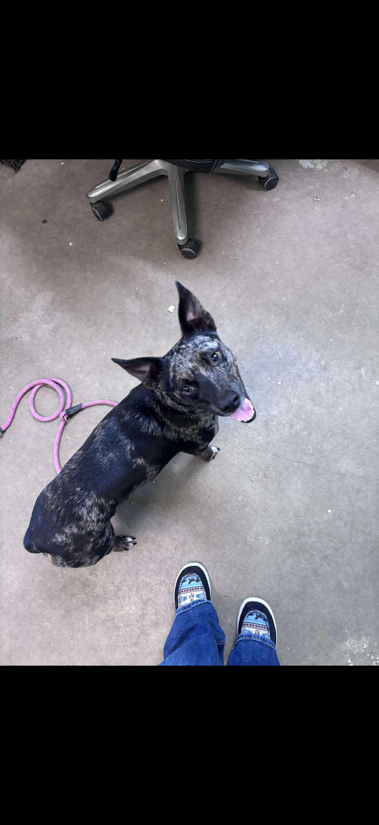 Enlarge Eden, a other Mixed Breed in Rayne, LA image 3/3