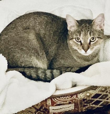 Stella, Adoptable, Adult Female Domestic Short Hair & Domestic Short Hair.