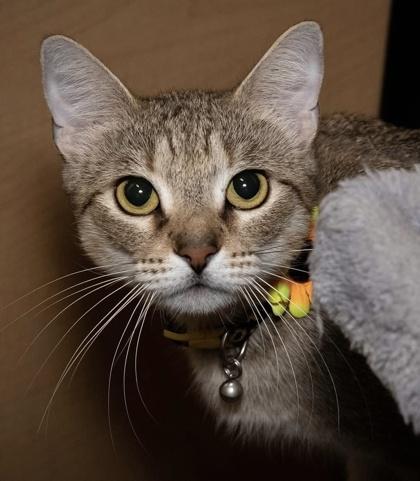 Stella, Adoptable, Adult Female Domestic Short Hair & Domestic Short Hair.